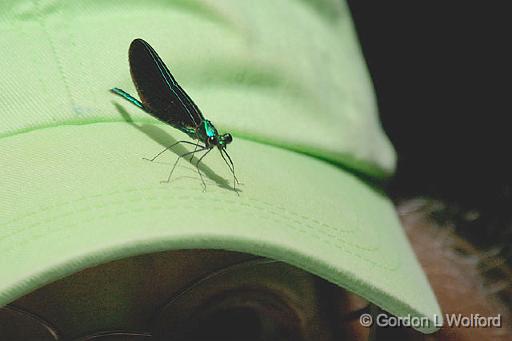 Sandra's Damselfly_50088.jpg